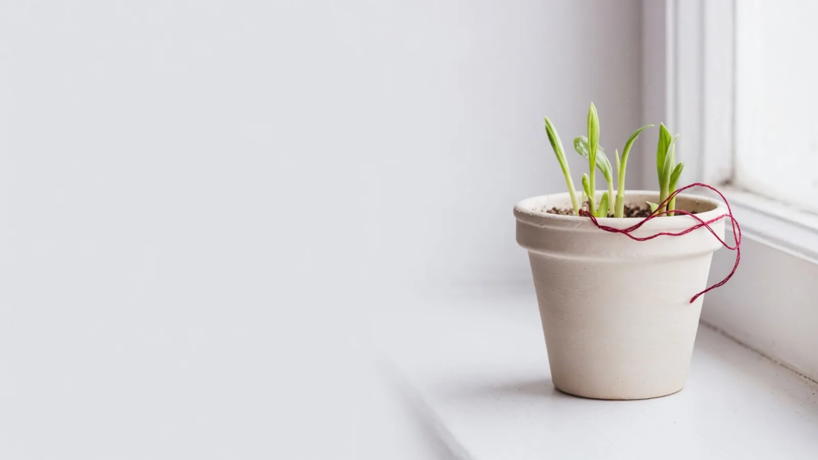 A seedling in a pot